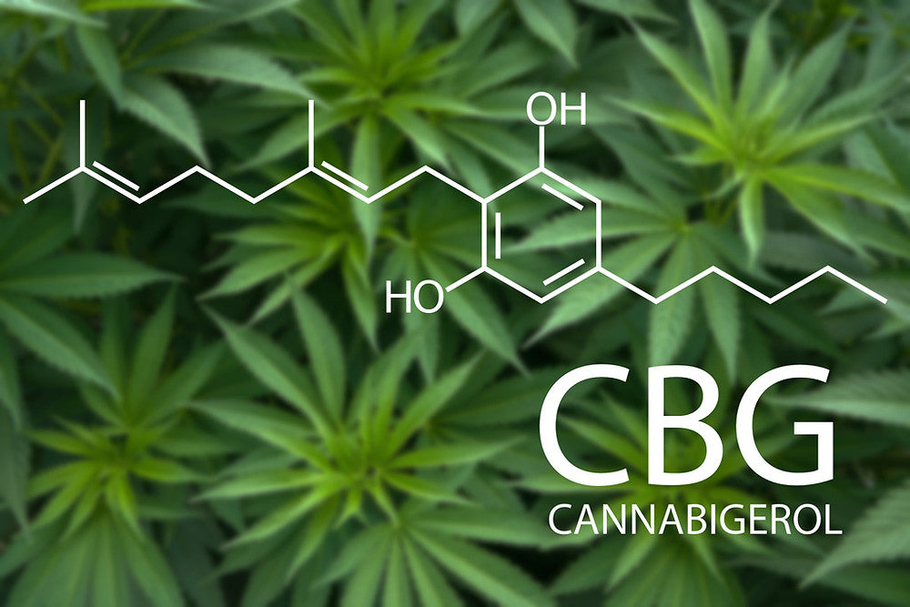 What is CBG and CBGA | Cannabigerol | How can it help you?