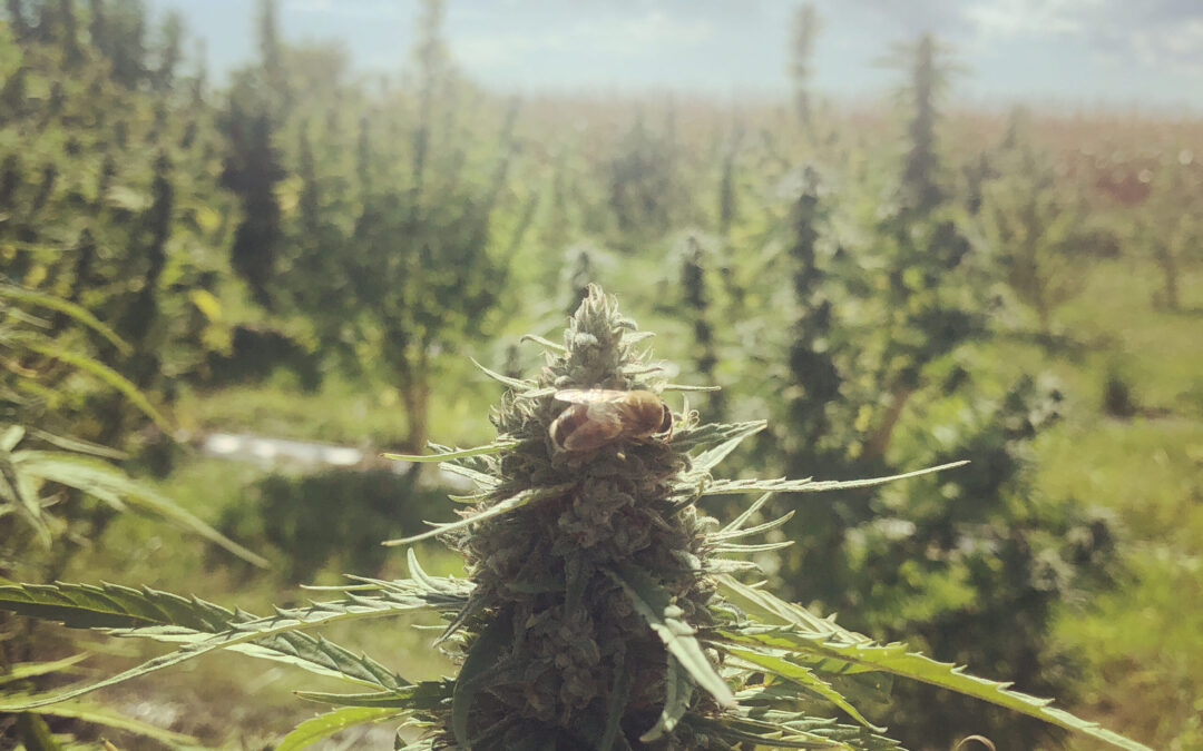 Quality really matters when it comes to hemp products, CBD and CBG