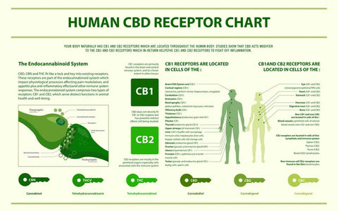 The Endocannabinoid system